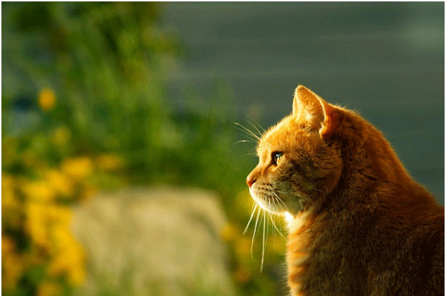 Bringing your cat to Spain