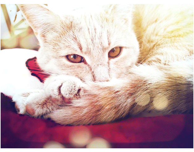 Moving to Spain with cat