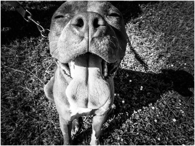 Moving to Spain with dog