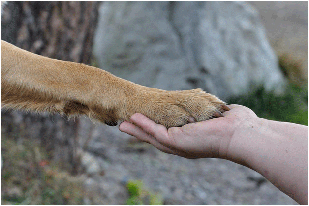 Pet Volunteering Costa del Sol