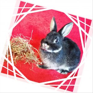 Home Sweet Home for abandoned animals