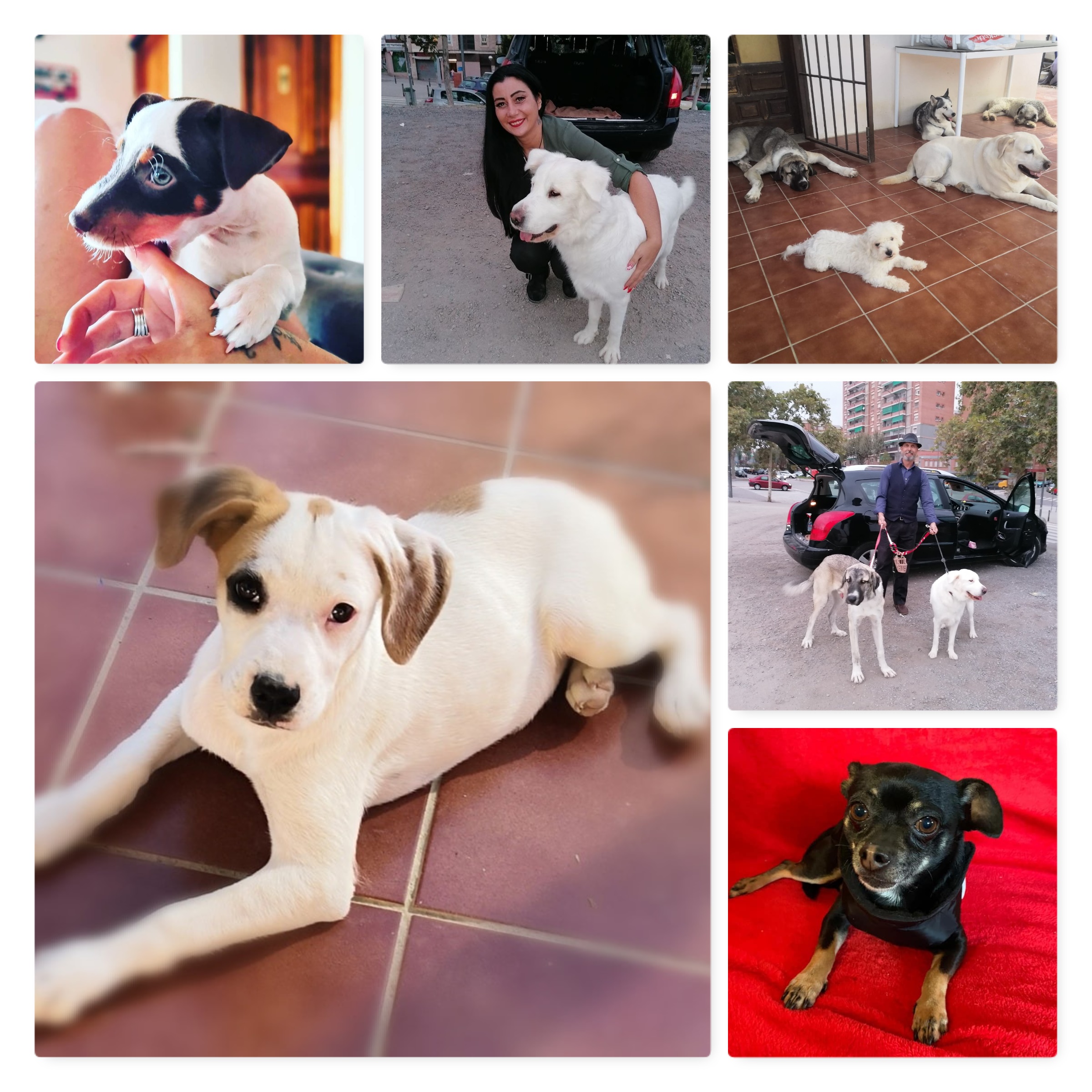 travel to spain with pets after brexit